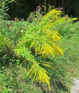 Kanadska zlata rozga, foto: Anja BevcKanadska zlata rozga, foto: Anja Bevc